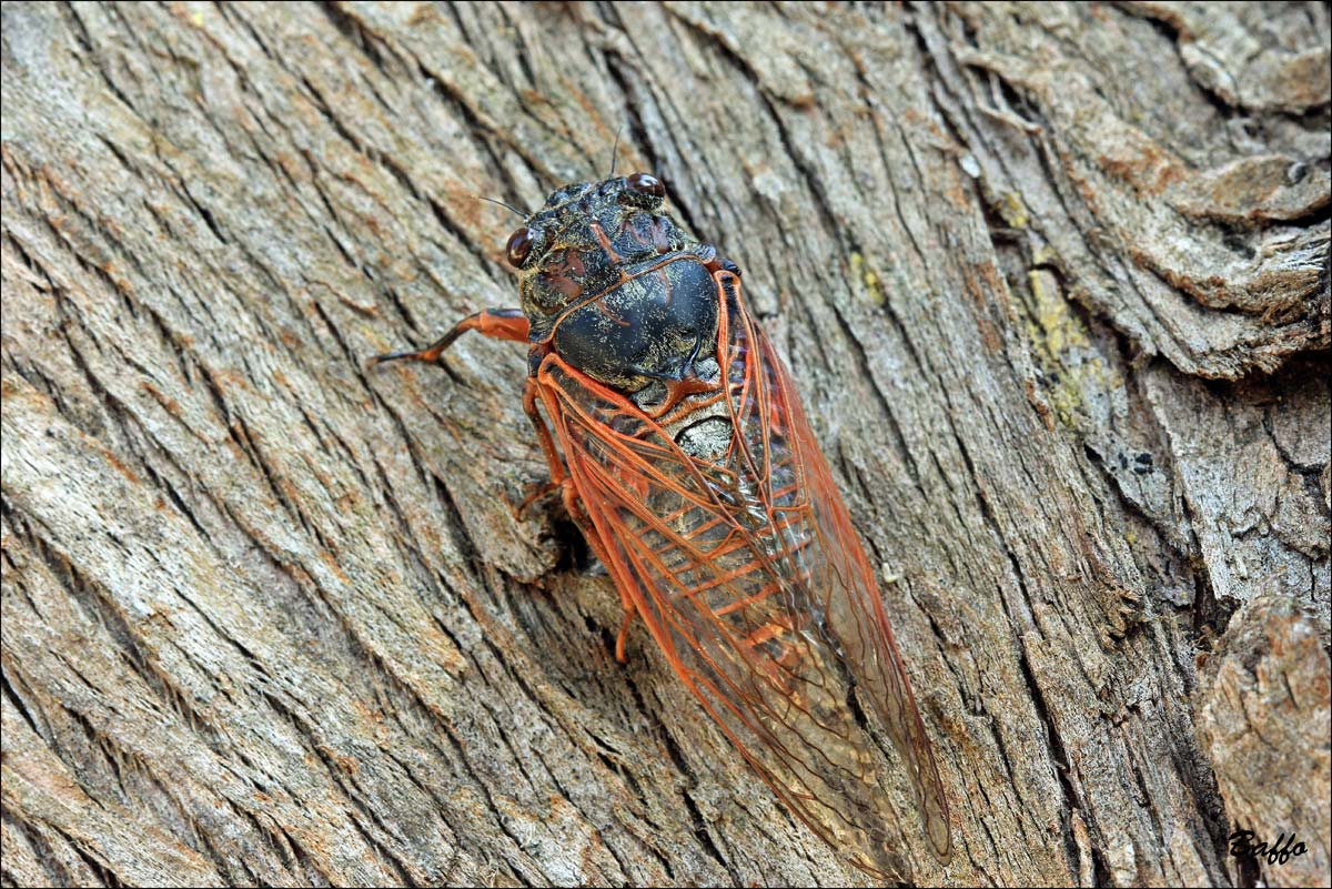 Tibicina haematodes dalla Croazia